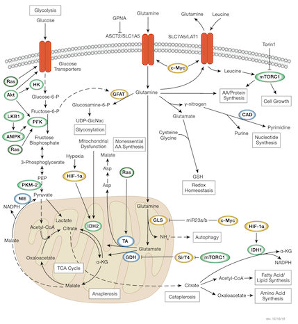 Carbohydrate metabolism and cell signaling